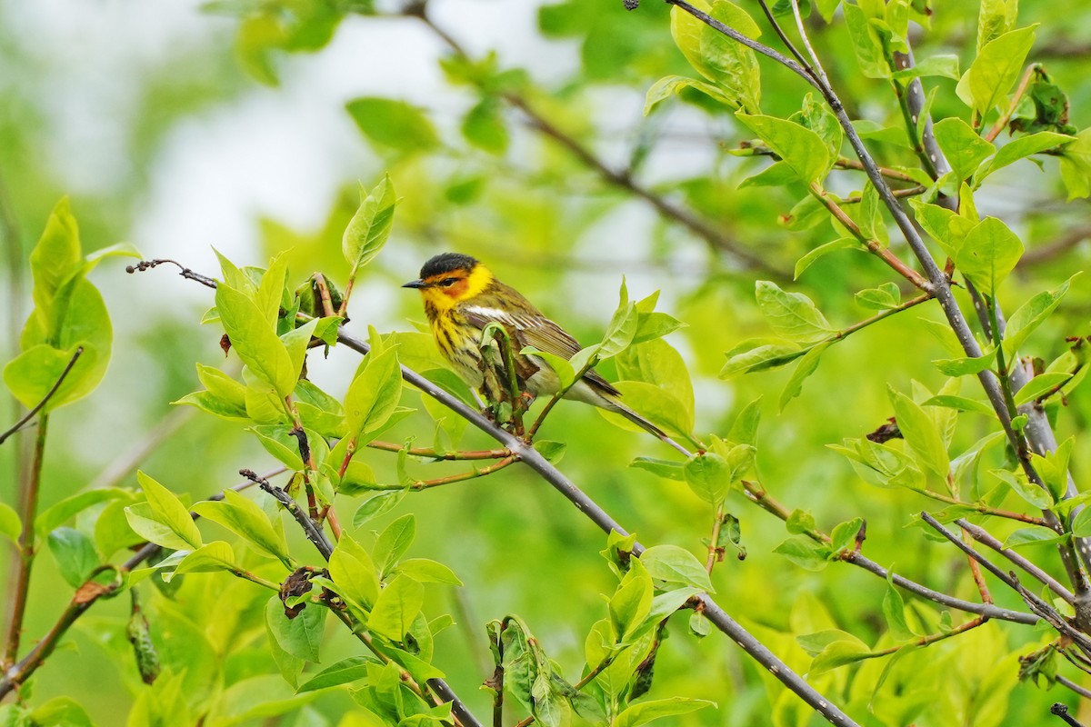 Cape May Warbler - ML619092645