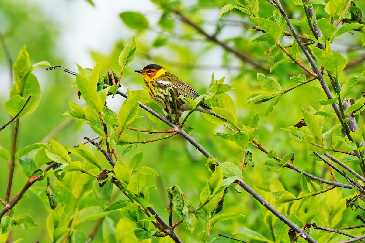 Cape May Warbler - ML619092646