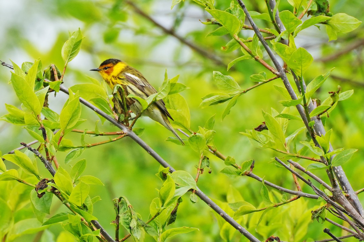 Cape May Warbler - ML619092647