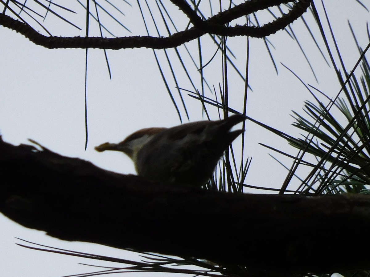 Brown-headed Nuthatch - ML619092721