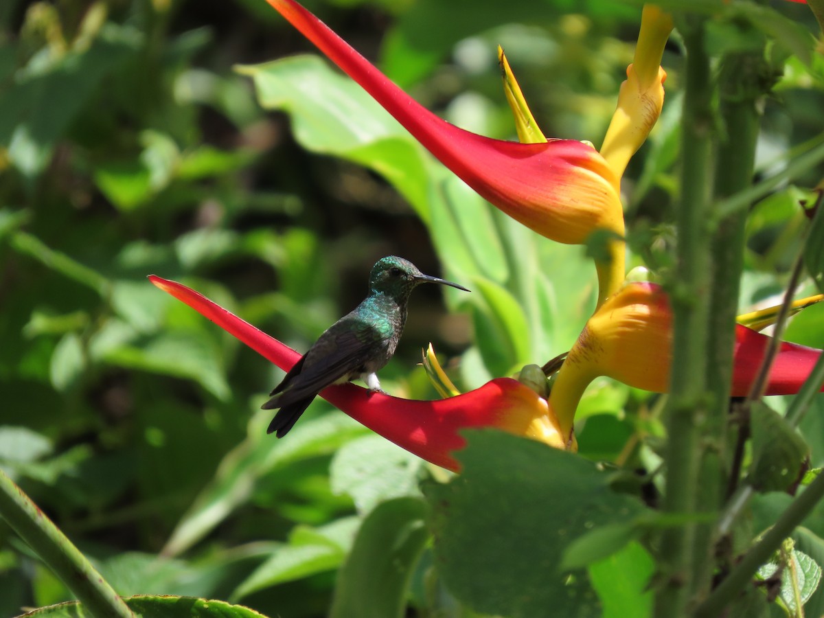 kolibřík bělořitý - ML619092878