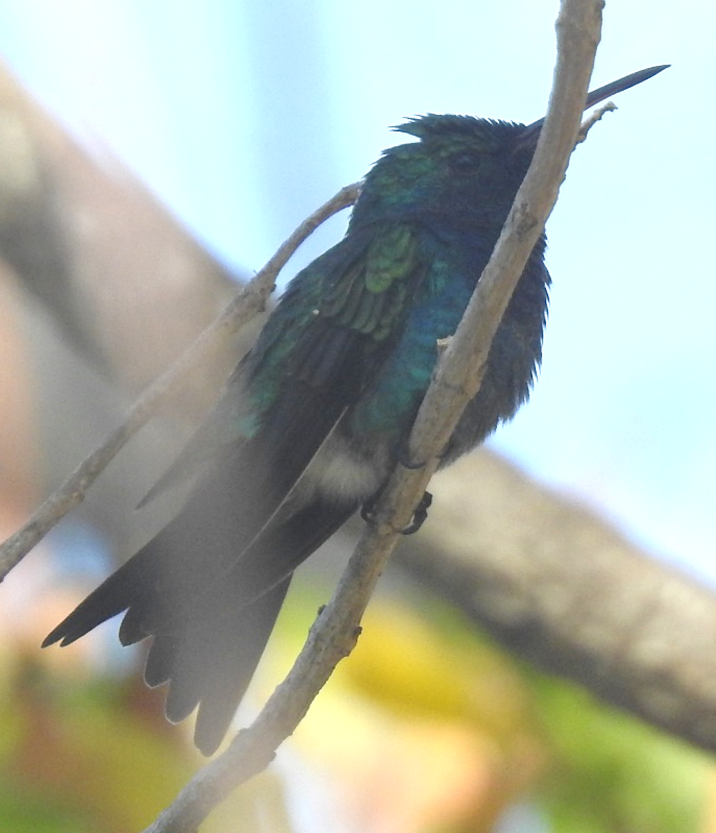 Violet-bellied Hummingbird - ML619092948
