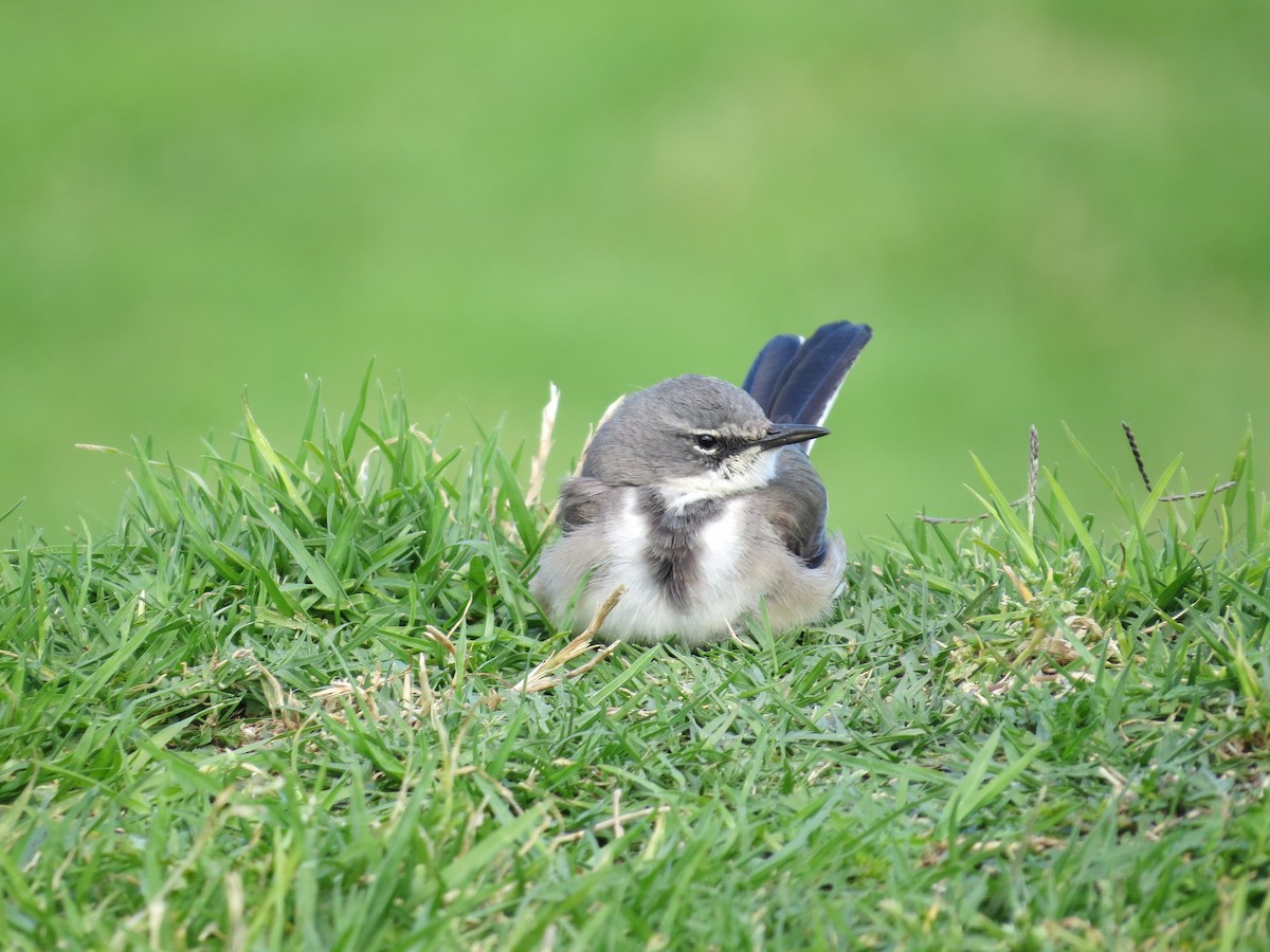 Cape Wagtail - ML619092959