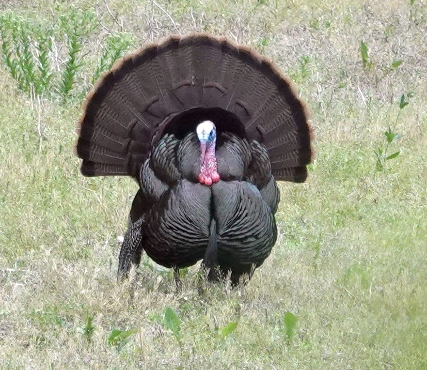 Wild Turkey - Jeff Hollobaugh