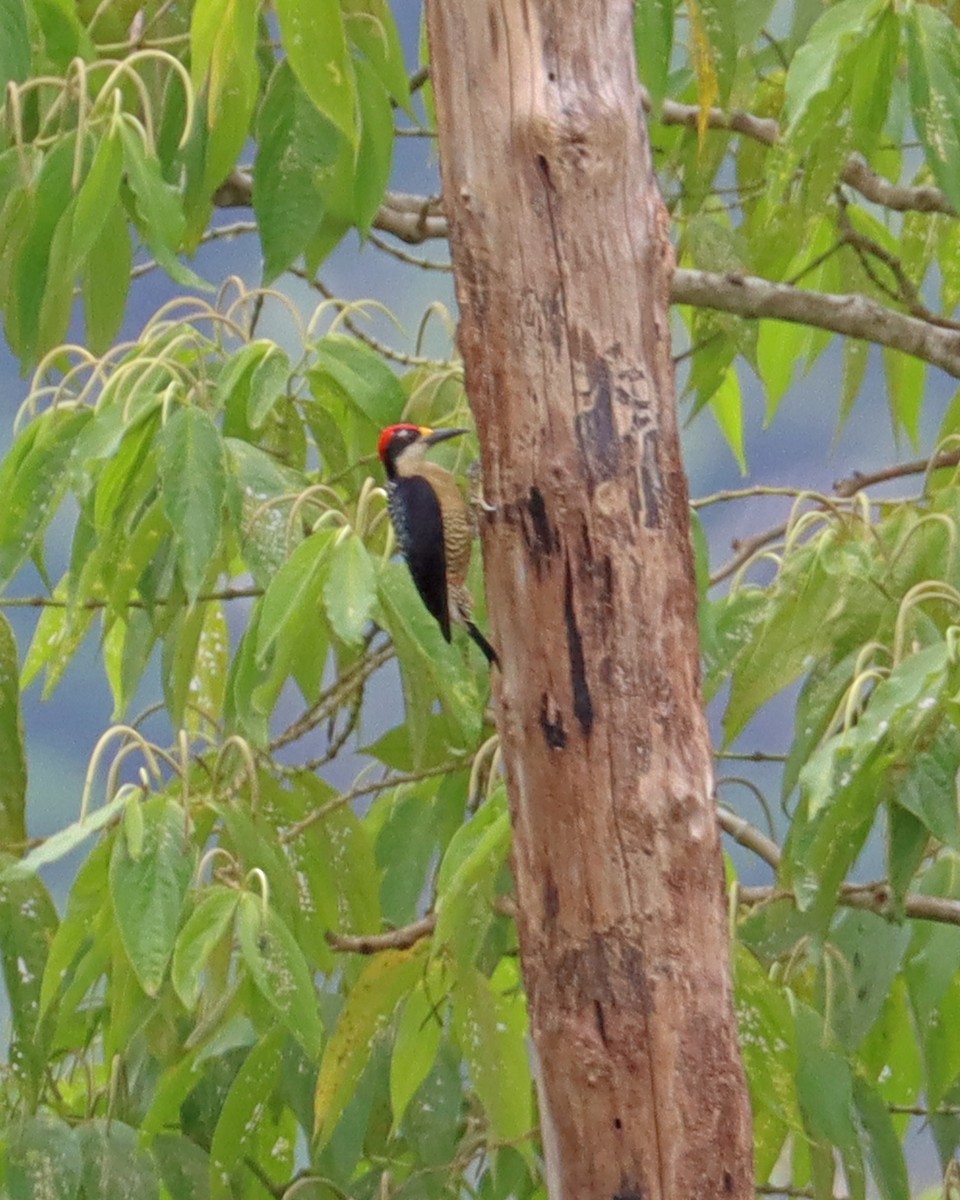 Black-cheeked Woodpecker - ML619093000