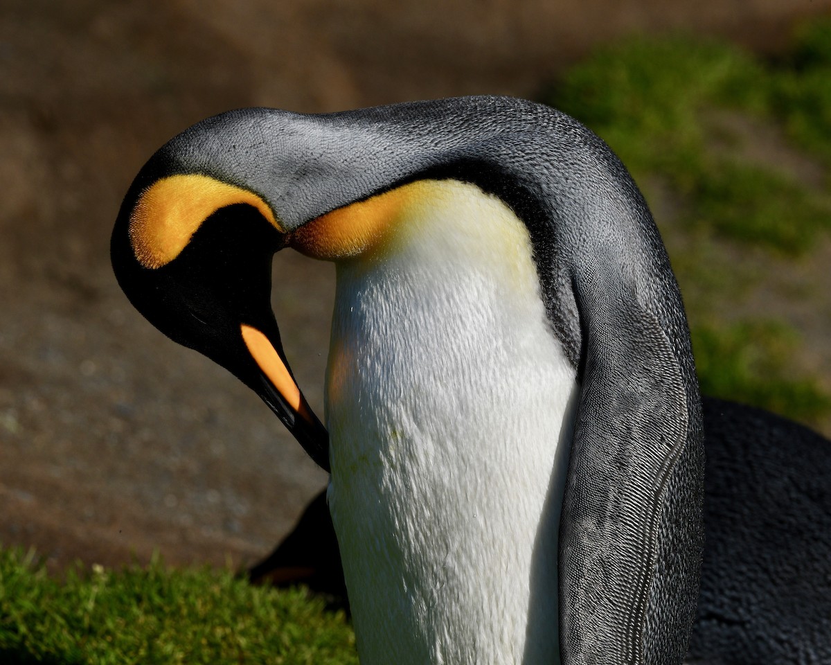 tučňák patagonský - ML619093009