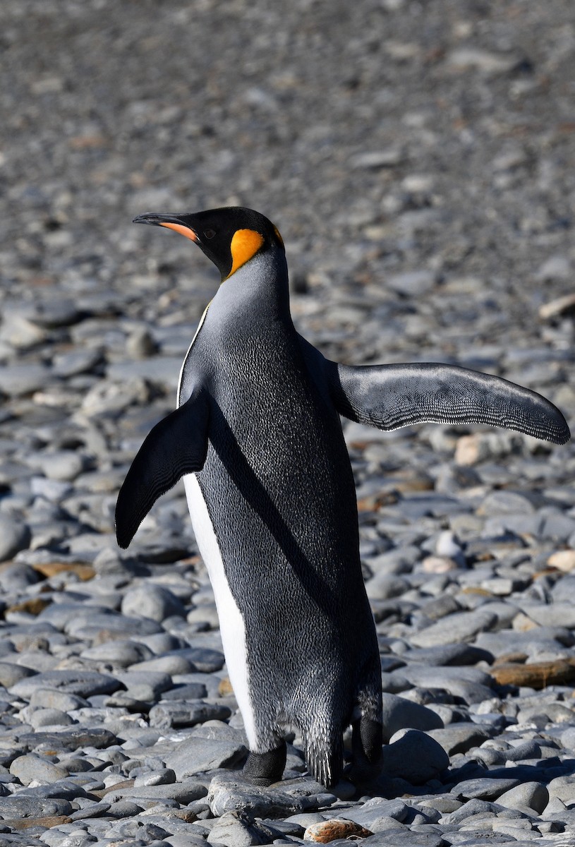tučňák patagonský - ML619093012