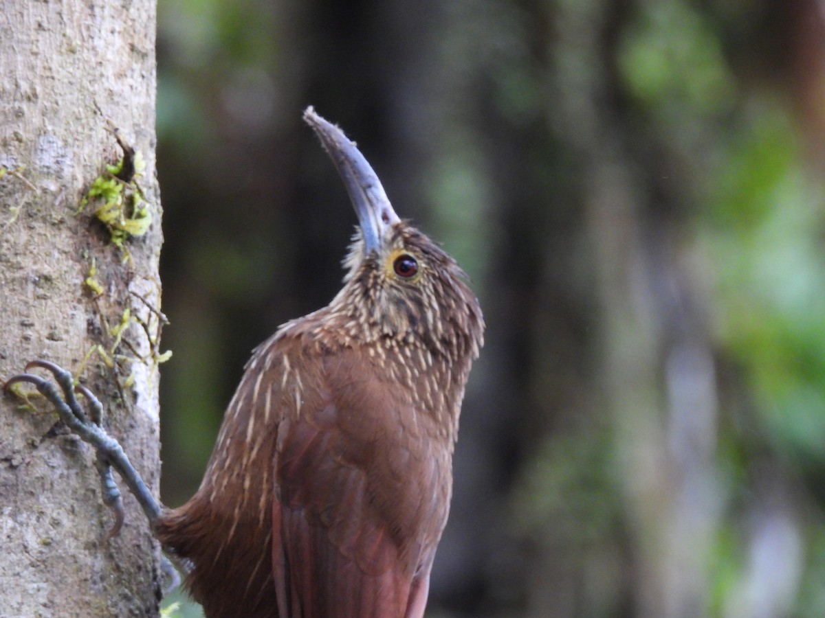Strong-billed Woodcreeper - ML619093031