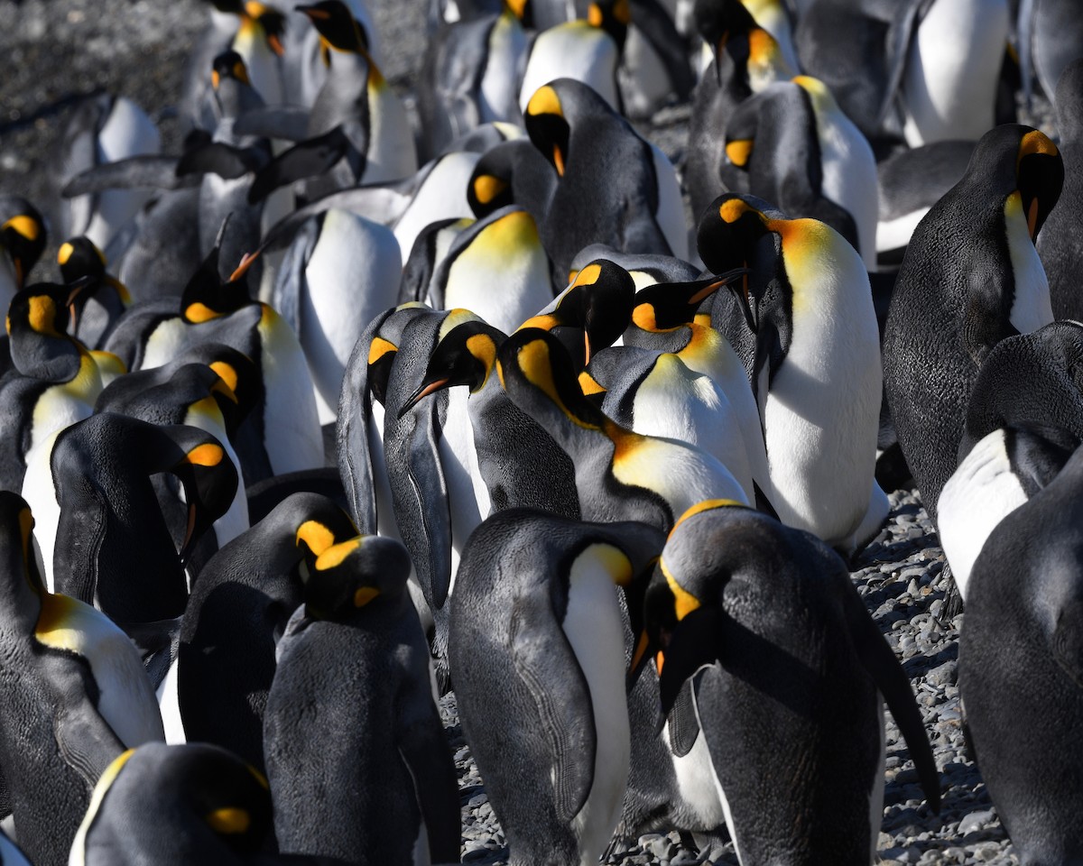 tučňák patagonský - ML619093042