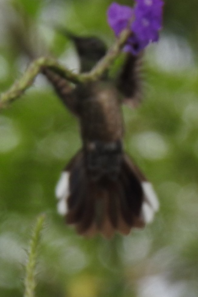 kolibřík fialovohrdlý - ML619093043