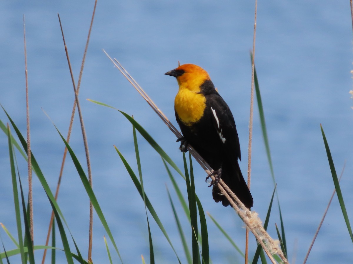 Yellow-headed Blackbird - ML619093074