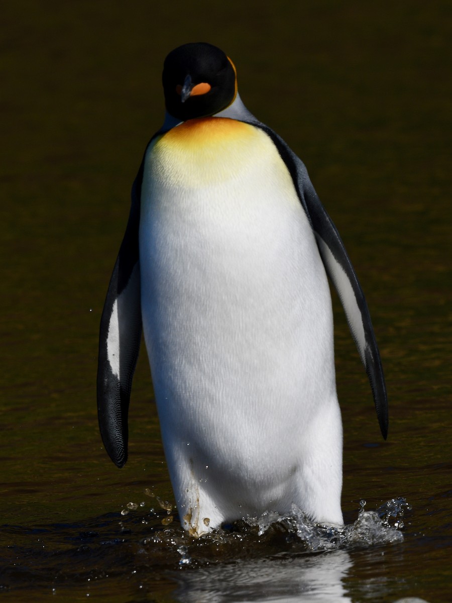 King Penguin - ML619093078