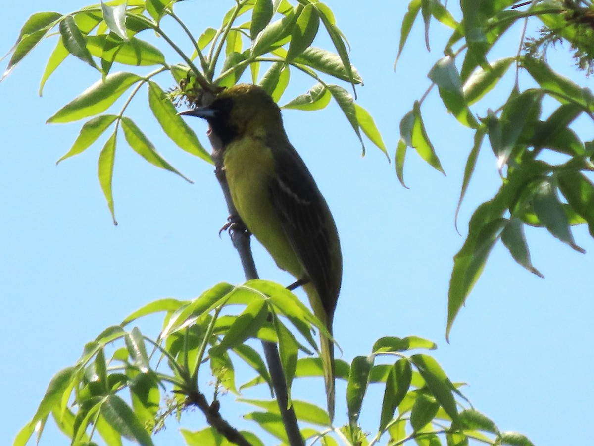 Orchard Oriole - ML619093114