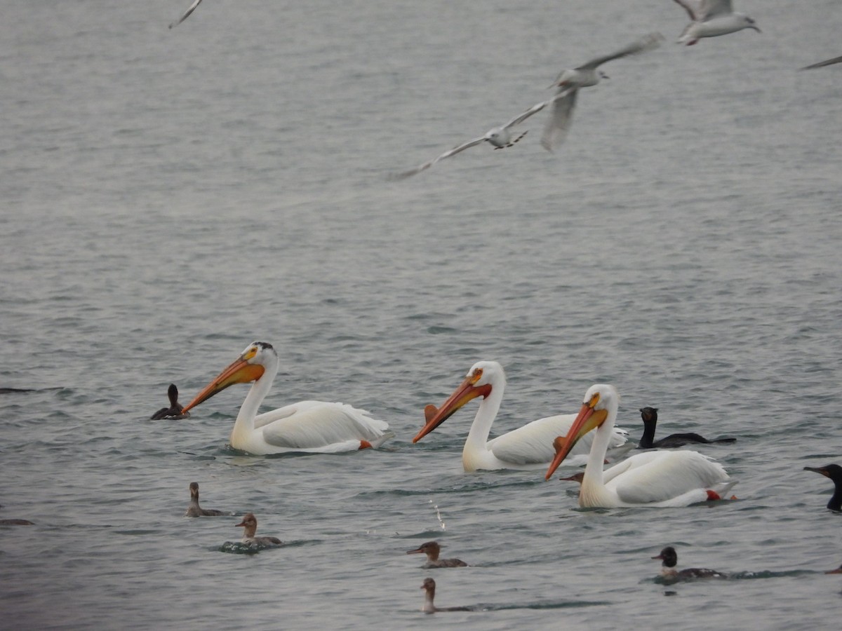 American White Pelican - Pauline DesRosiers 🦉