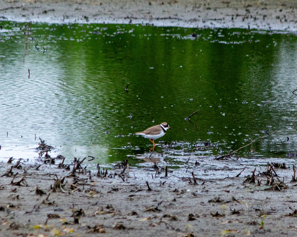 Semipalmated Plover - Drew Bailey