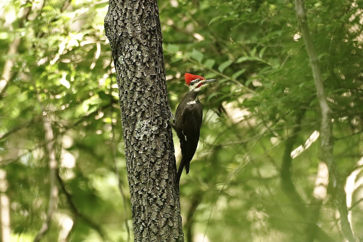 Pileated Woodpecker - ML619093130