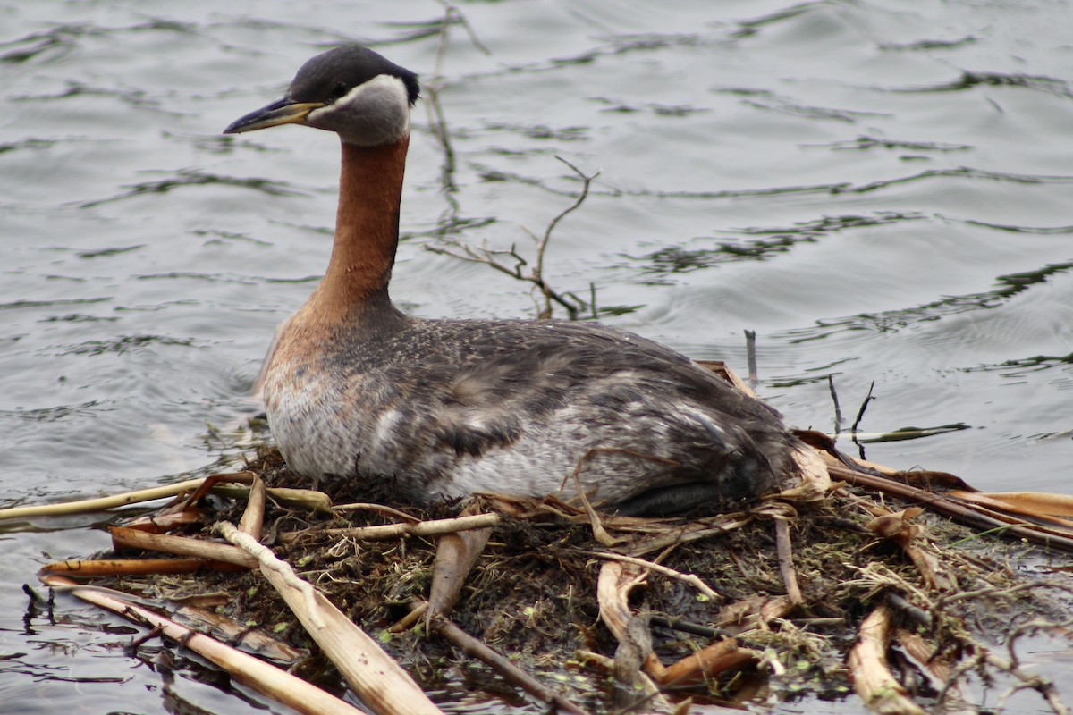 Red-necked Grebe - ML619093140