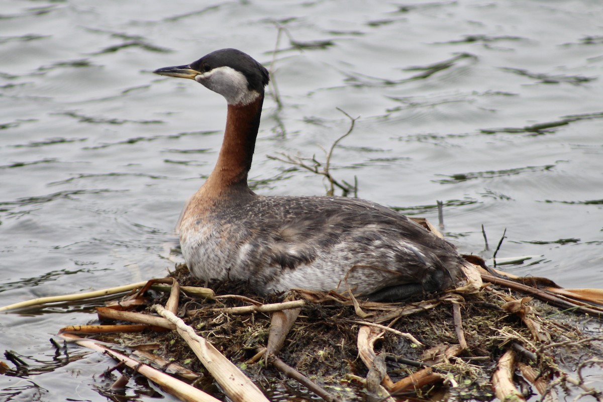 Red-necked Grebe - ML619093142