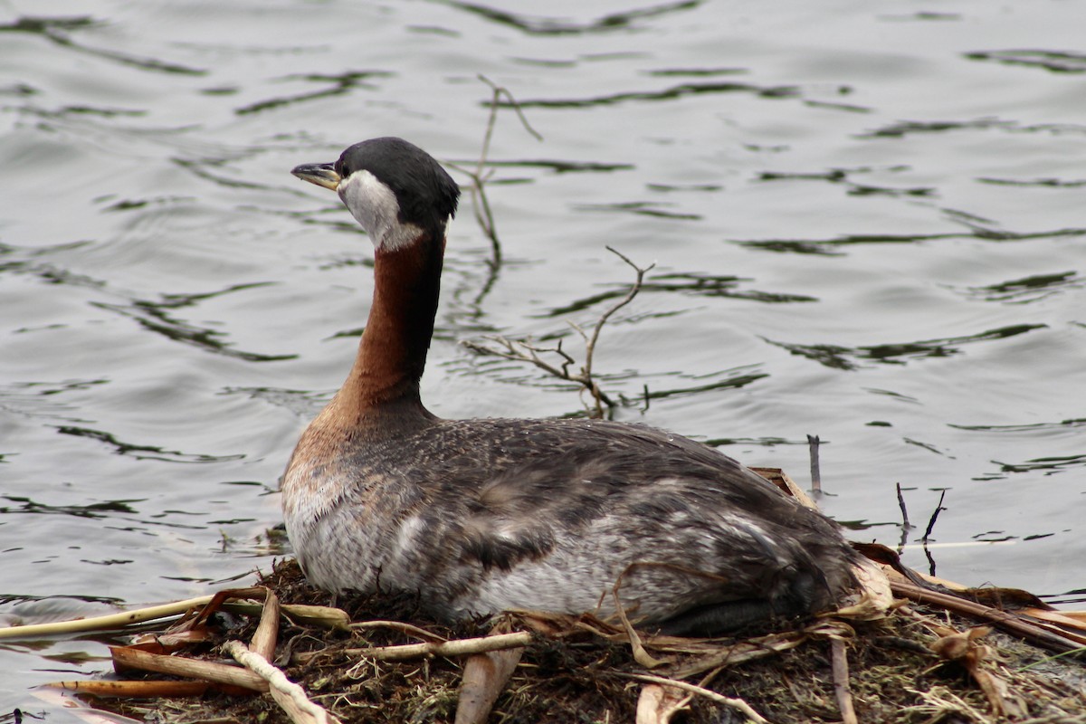 Red-necked Grebe - ML619093143