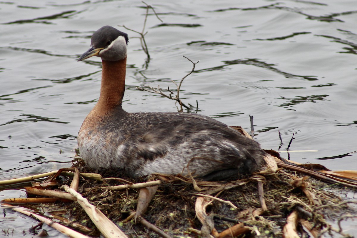 Red-necked Grebe - ML619093145