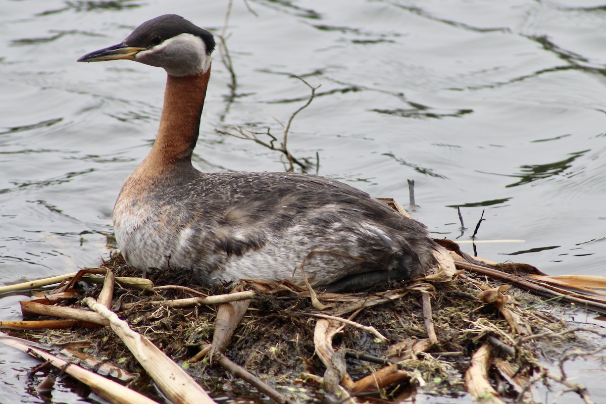 Red-necked Grebe - ML619093146