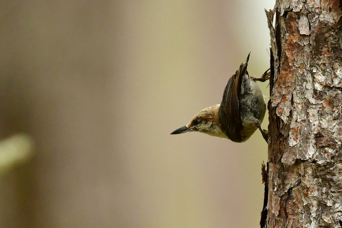 Brown-headed Nuthatch - ML619093189