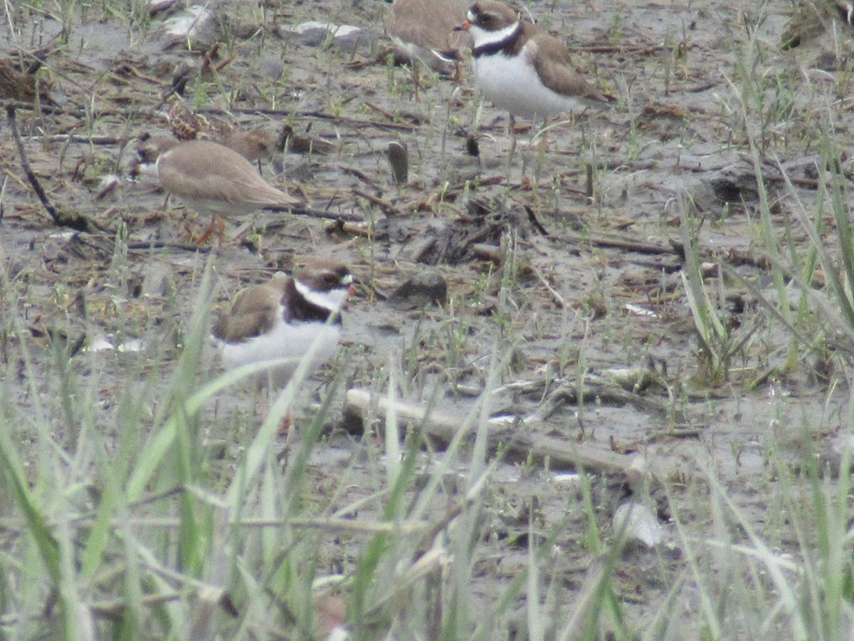 Semipalmated Plover - ML619093196