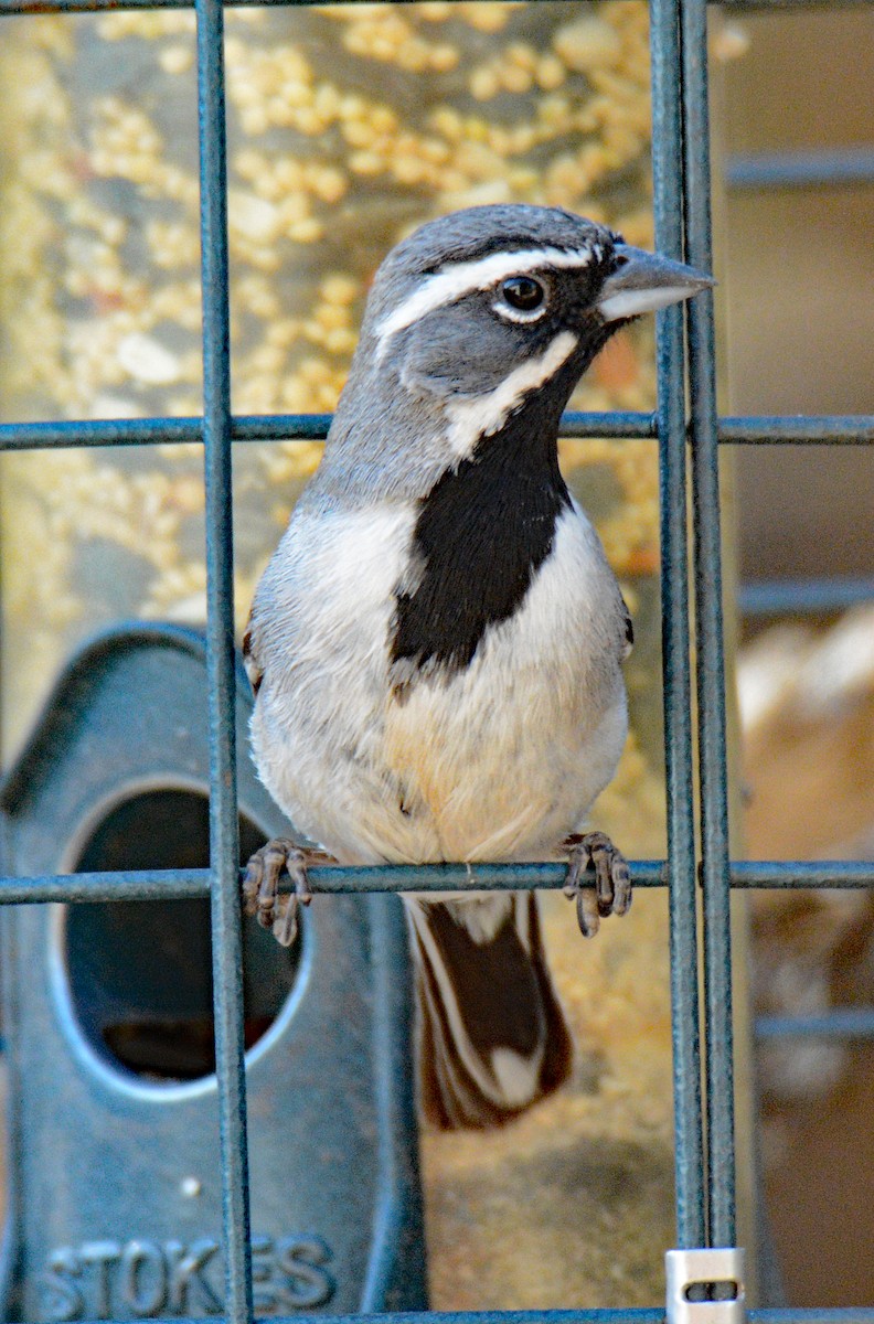 Black-throated Sparrow - Michael J Good