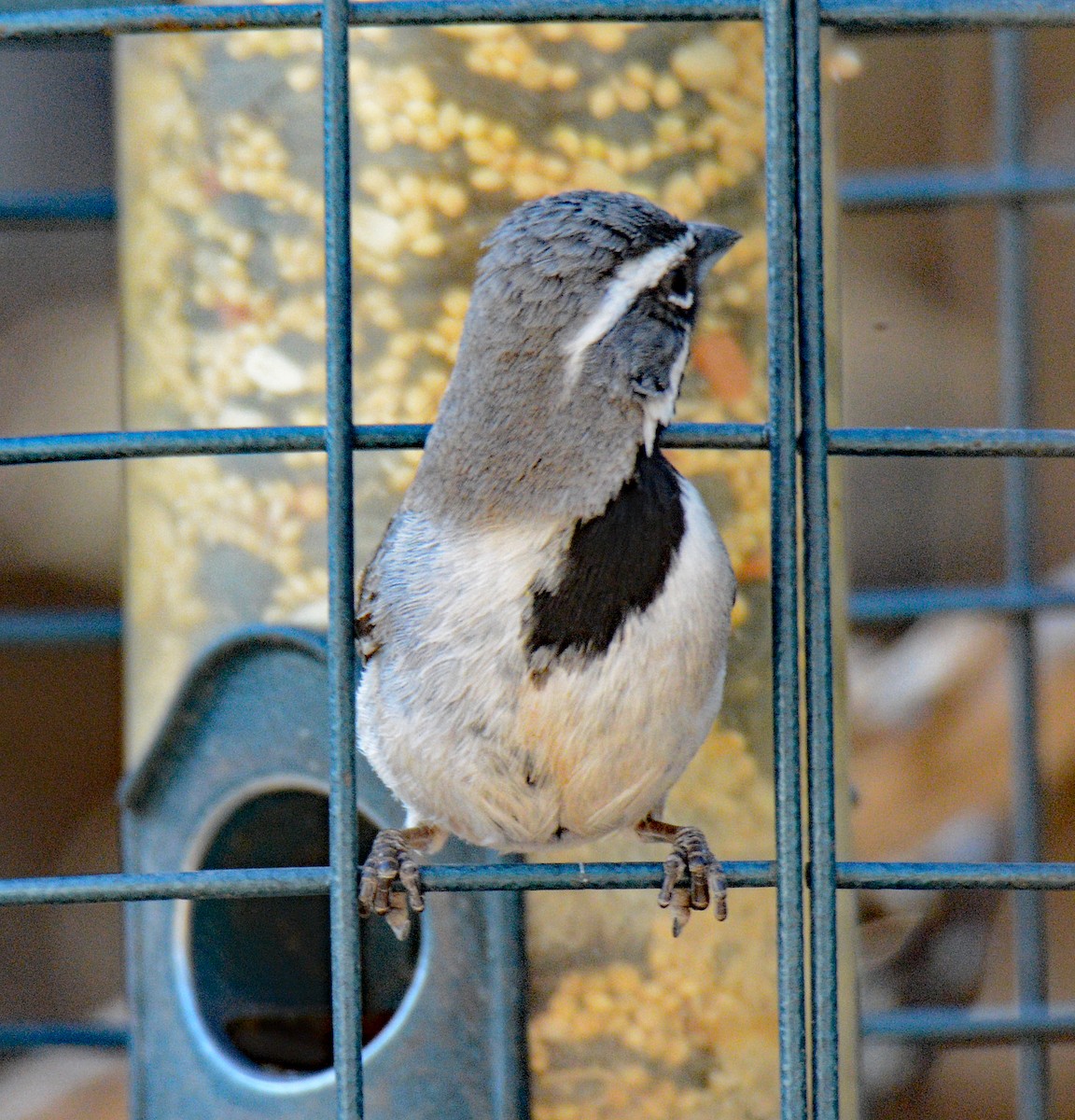 Black-throated Sparrow - ML619093210