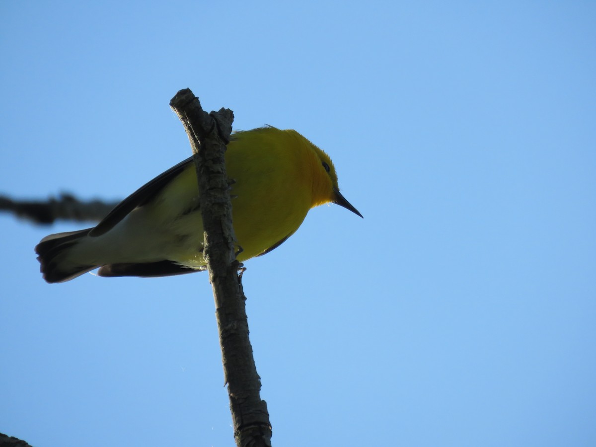 Prothonotary Warbler - ML619093213
