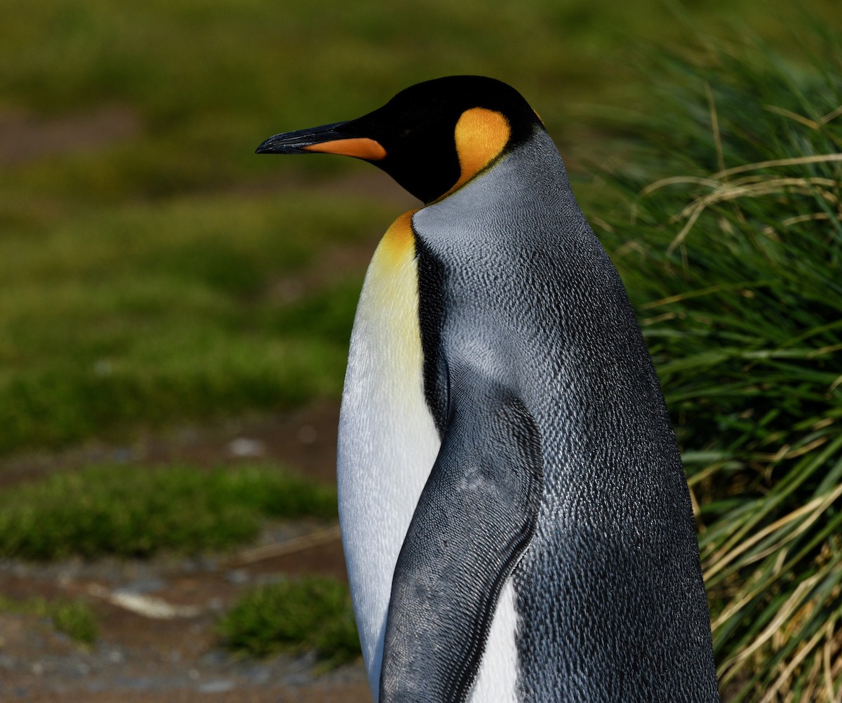 Королевский пингвин - ML619093216