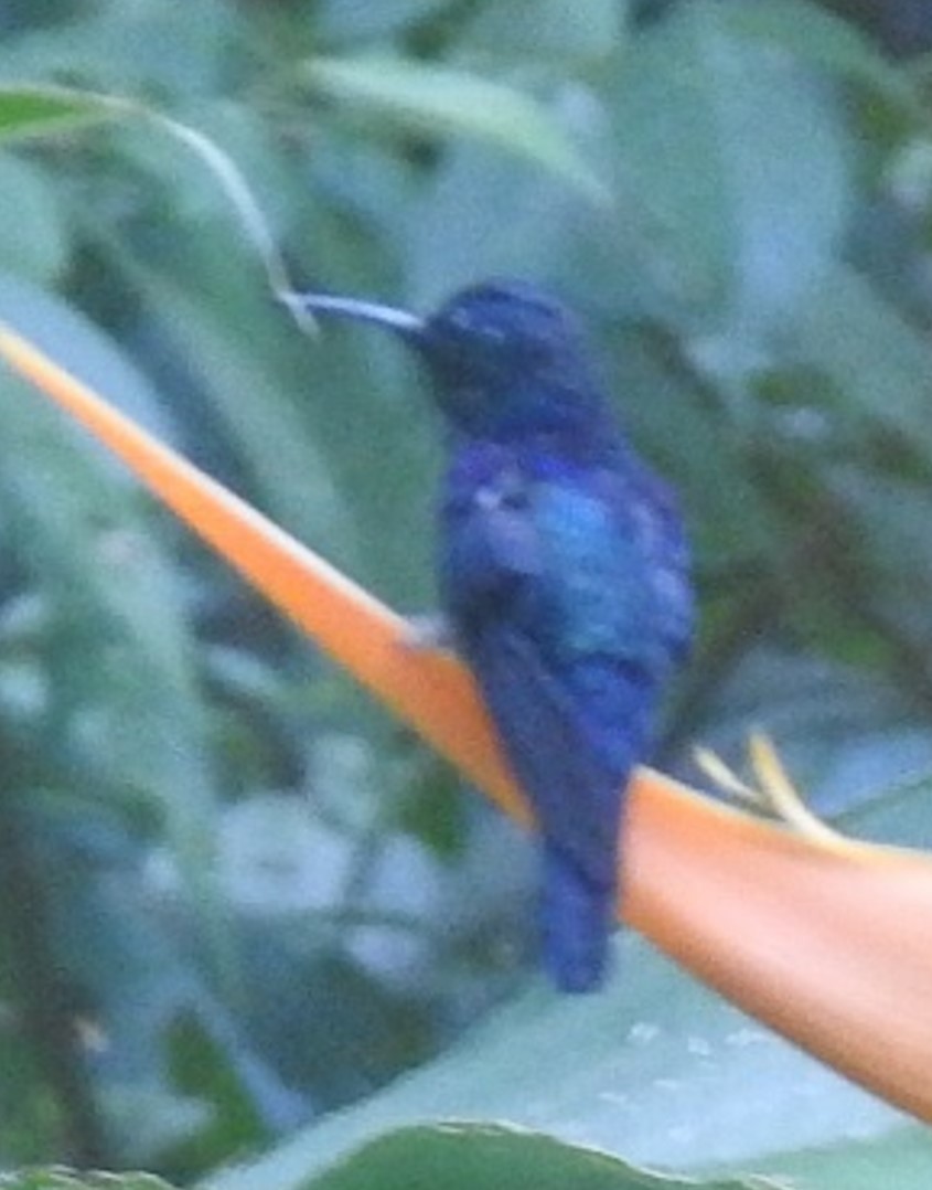 kolibřík vidloocasý - ML619093262