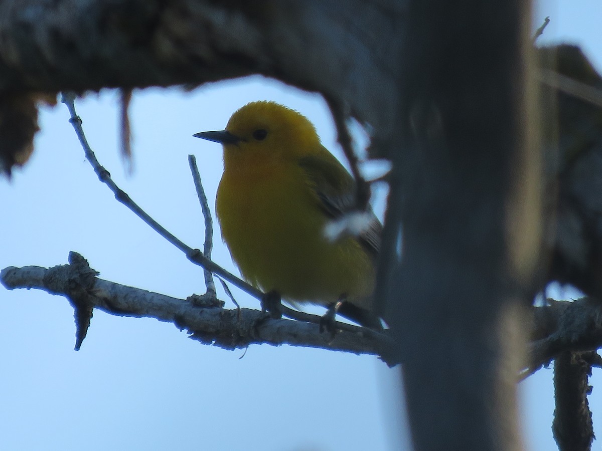Prothonotary Warbler - ML619093266