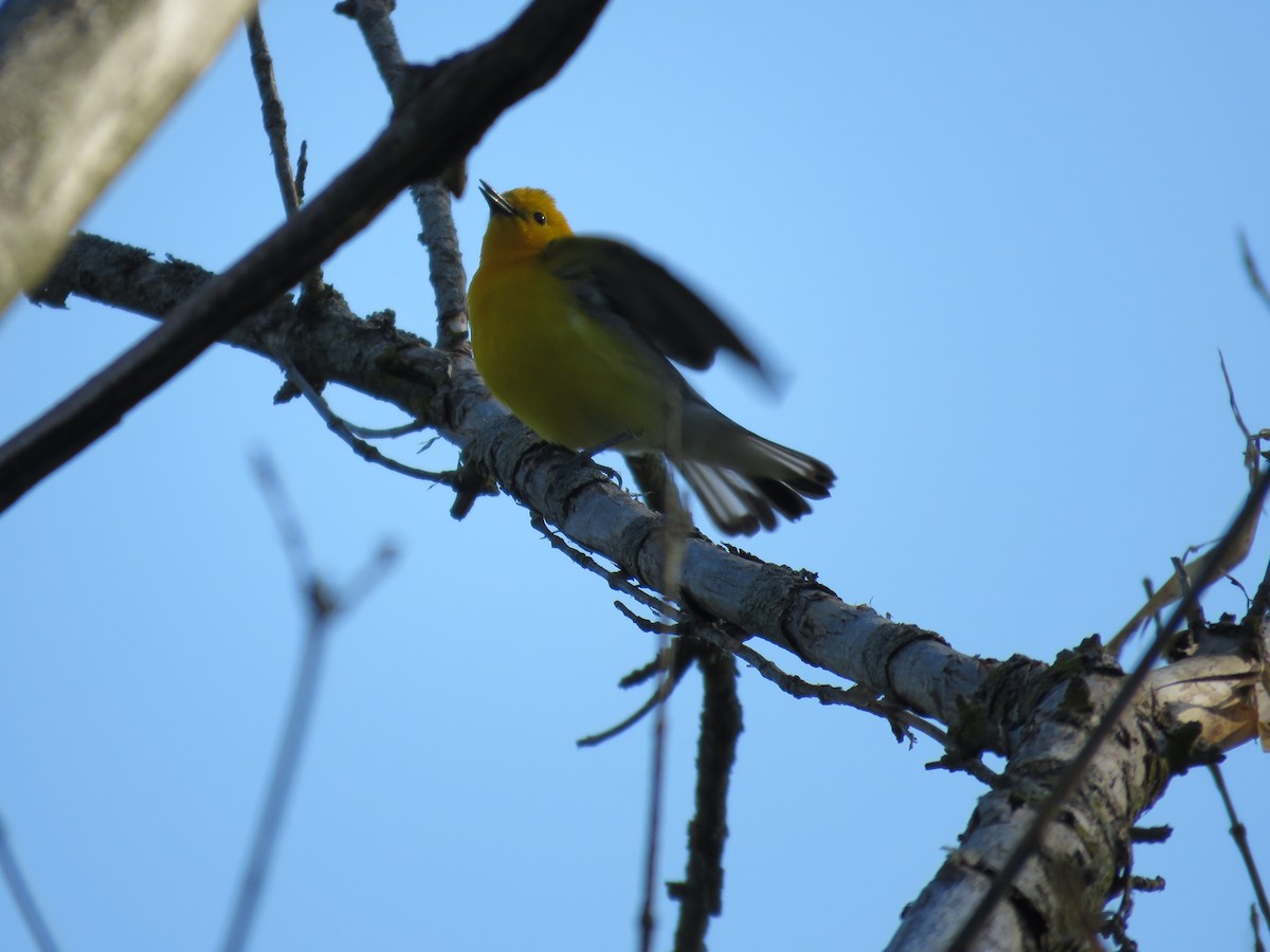 Prothonotary Warbler - ML619093279