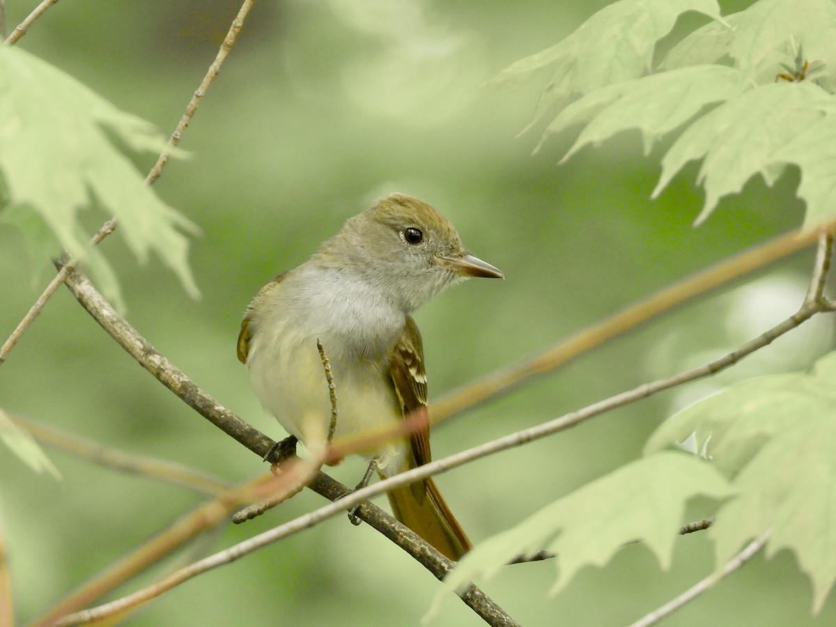 Great Crested Flycatcher - ML619093293