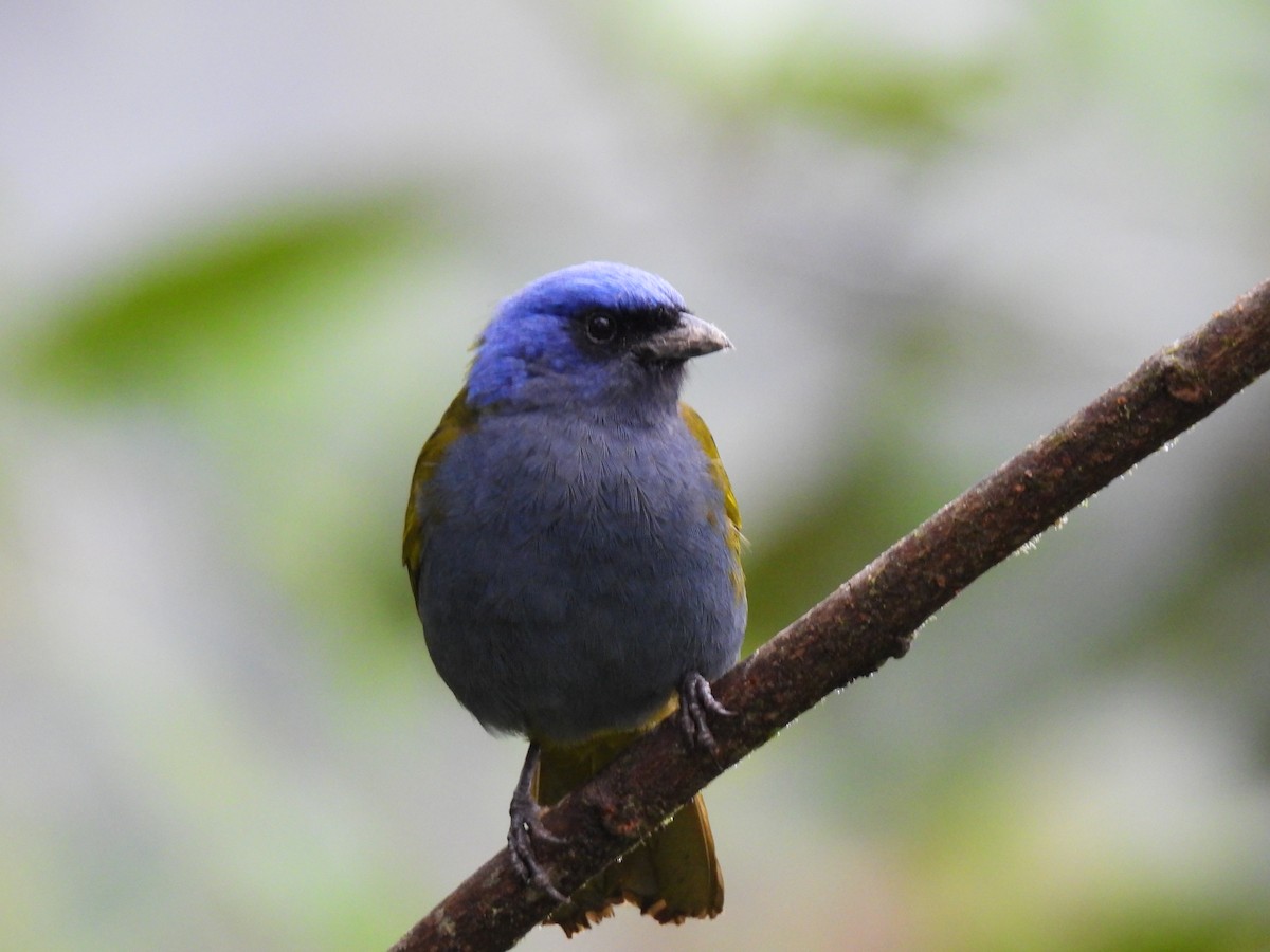Blue-capped Tanager - ML619093308