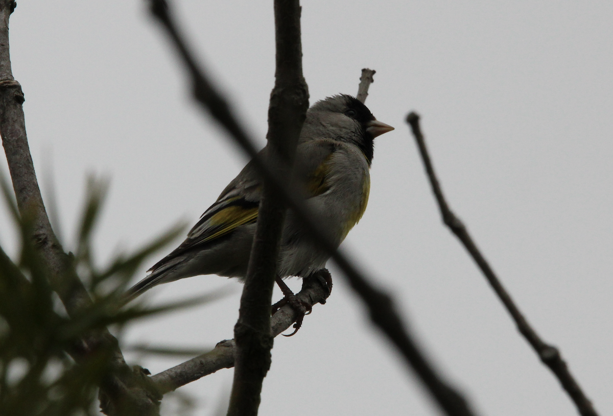 Lawrence's Goldfinch - ML619093315