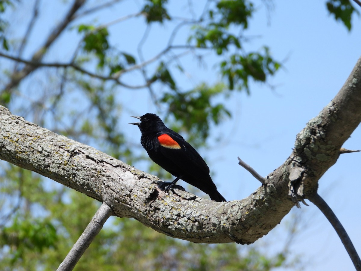 Red-winged Blackbird - ML619093346