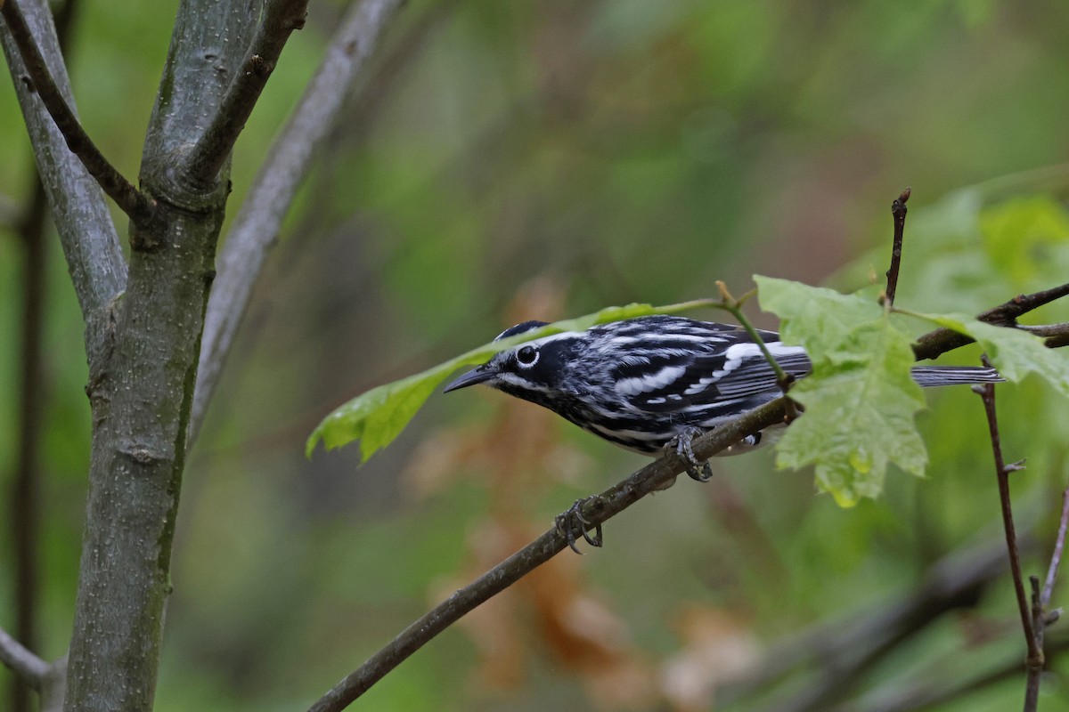 Black-and-white Warbler - ML619093352