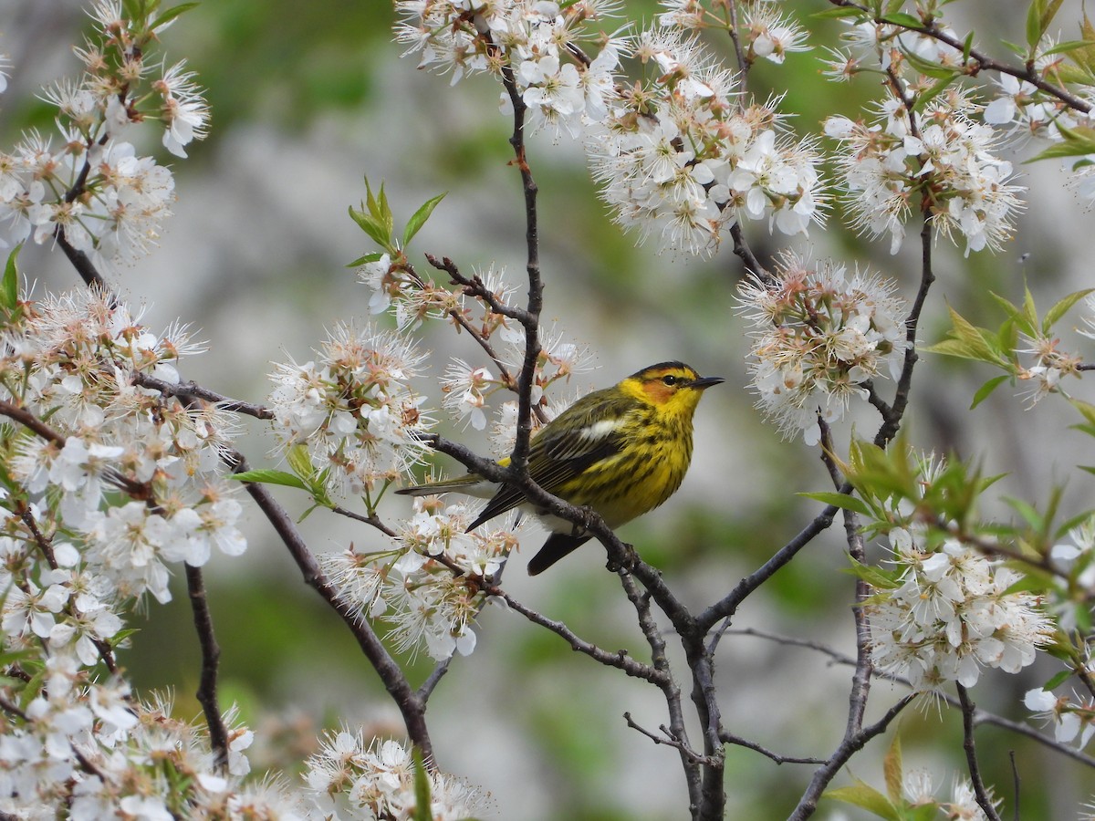 Cape May Warbler - ML619093357