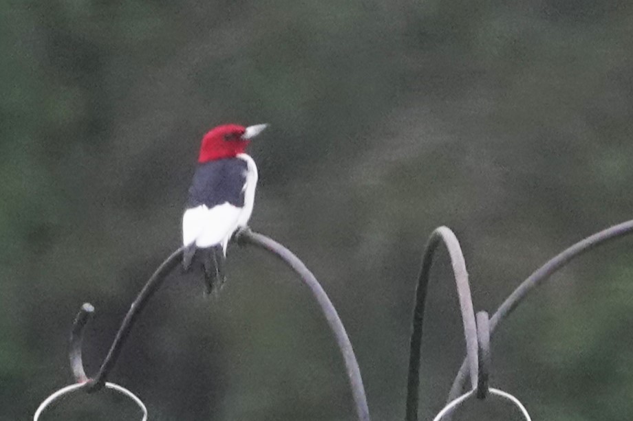 Red-headed Woodpecker - ML619093358