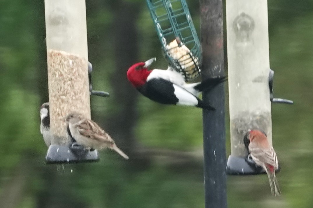Red-headed Woodpecker - ML619093360
