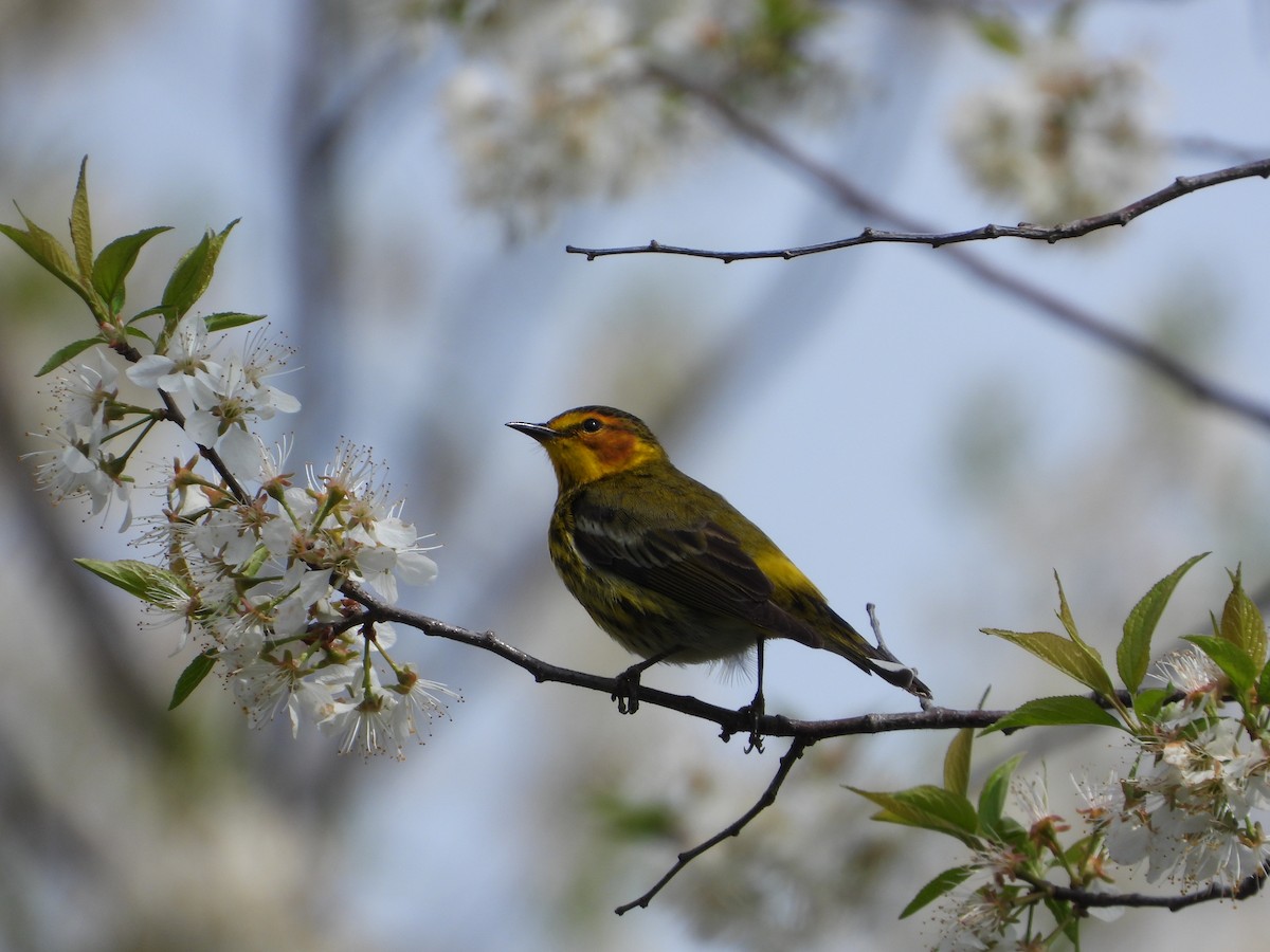Cape May Warbler - ML619093361