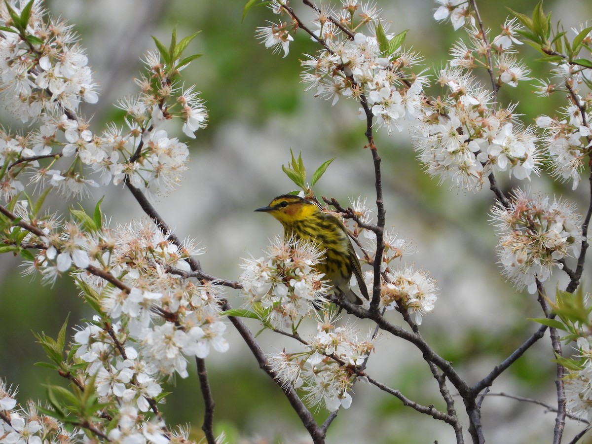 Cape May Warbler - ML619093362