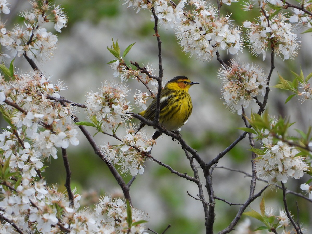 Cape May Warbler - ML619093364