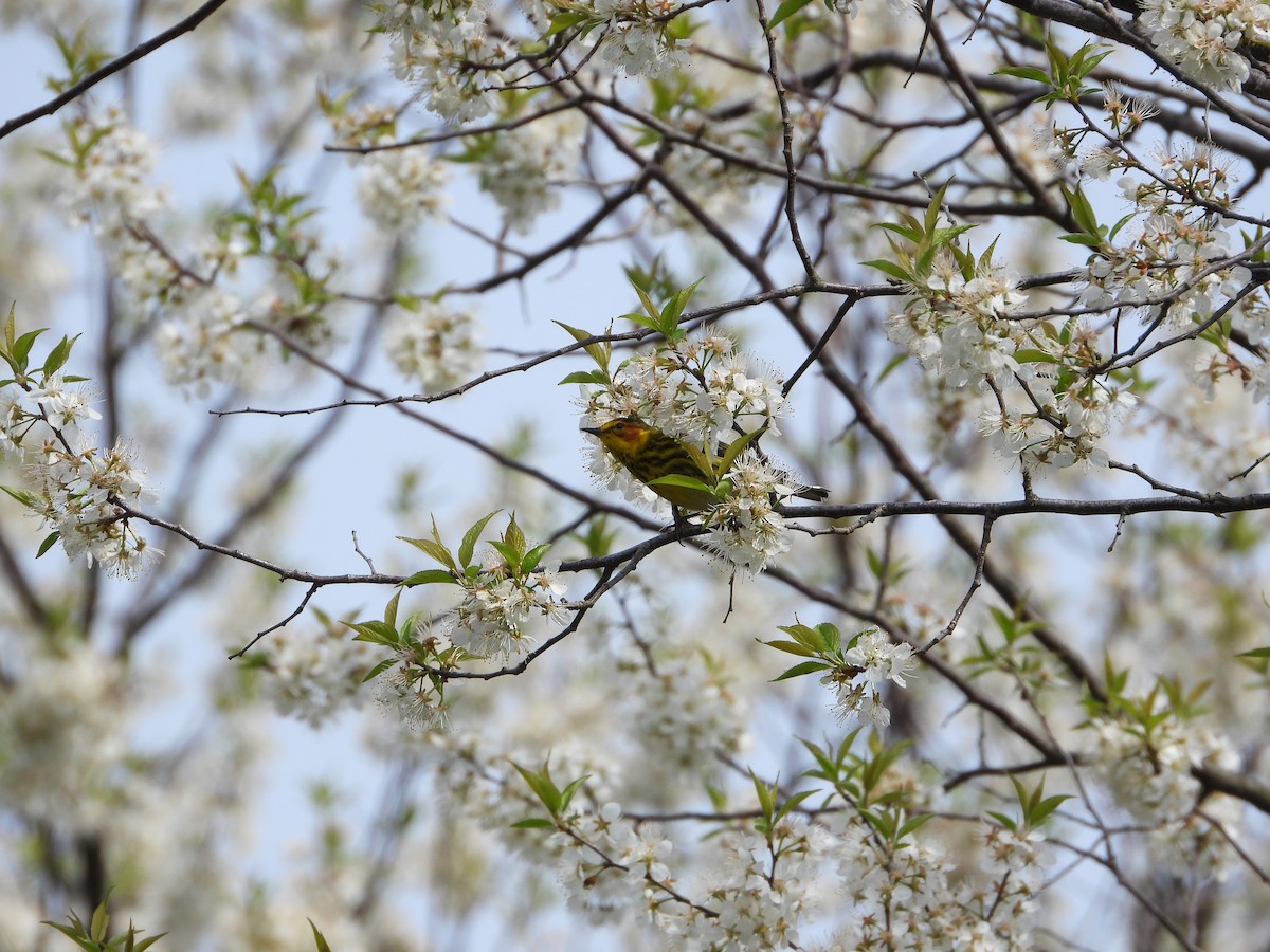 Cape May Warbler - ML619093365