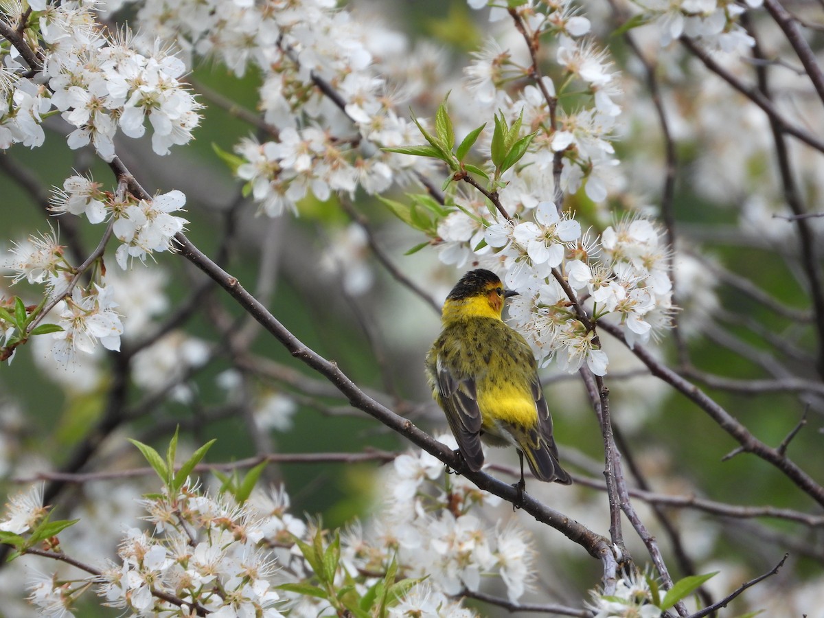 Cape May Warbler - ML619093366