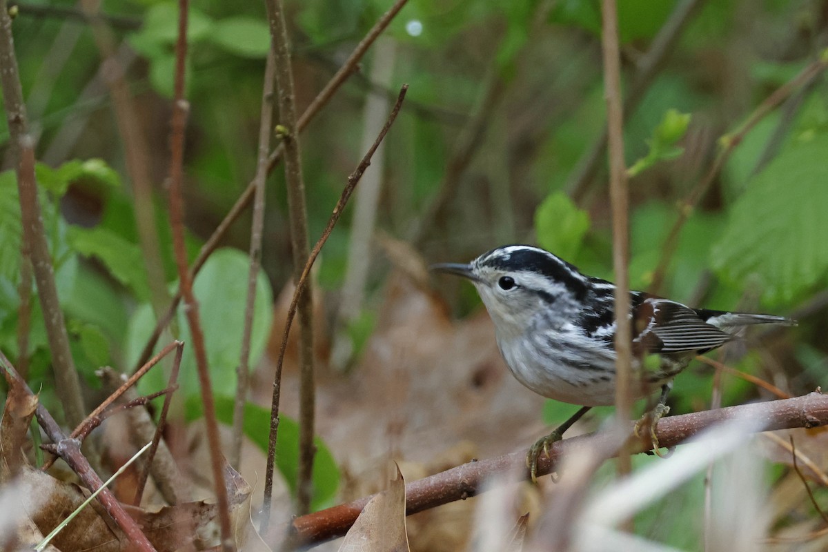 Black-and-white Warbler - ML619093368