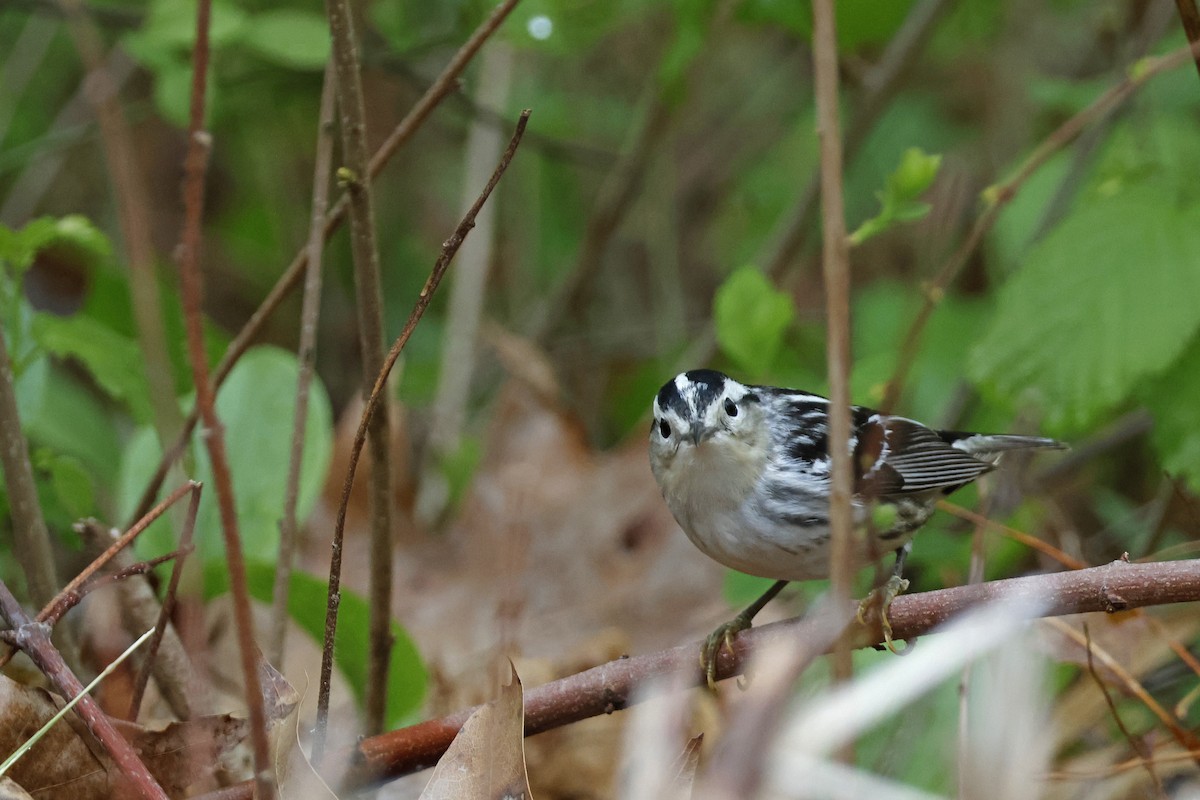 Black-and-white Warbler - ML619093369