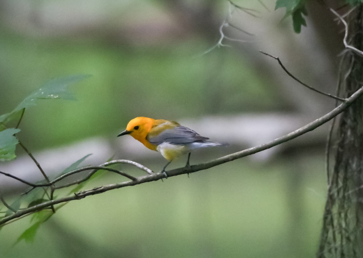 Prothonotary Warbler - ML619093405